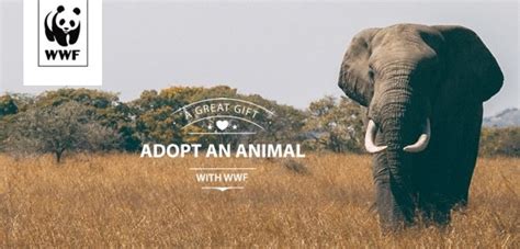 wwf elephant adoption|Elephant Adoption Update Spring 2023 .